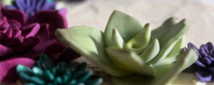 Sugar cactus banner