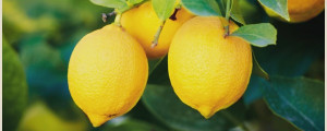 lemon banner2
