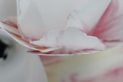 MG 6211 petals closeup