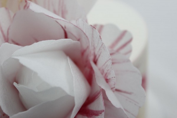 MG 6189 peony close 4