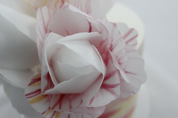 MG 6189 peony close 5