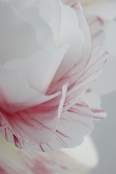 MG 6211 petals closeup 2