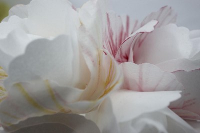 MG 6211 petals closeup 4