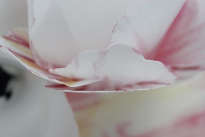 MG 6211 petals closeup