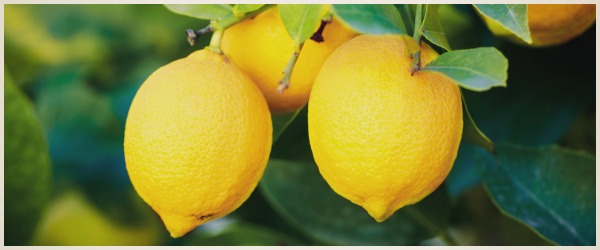 lemon banner2